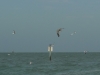11-pelican-fishing
