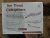 04-Emily_Gap-Caterpillar_sign