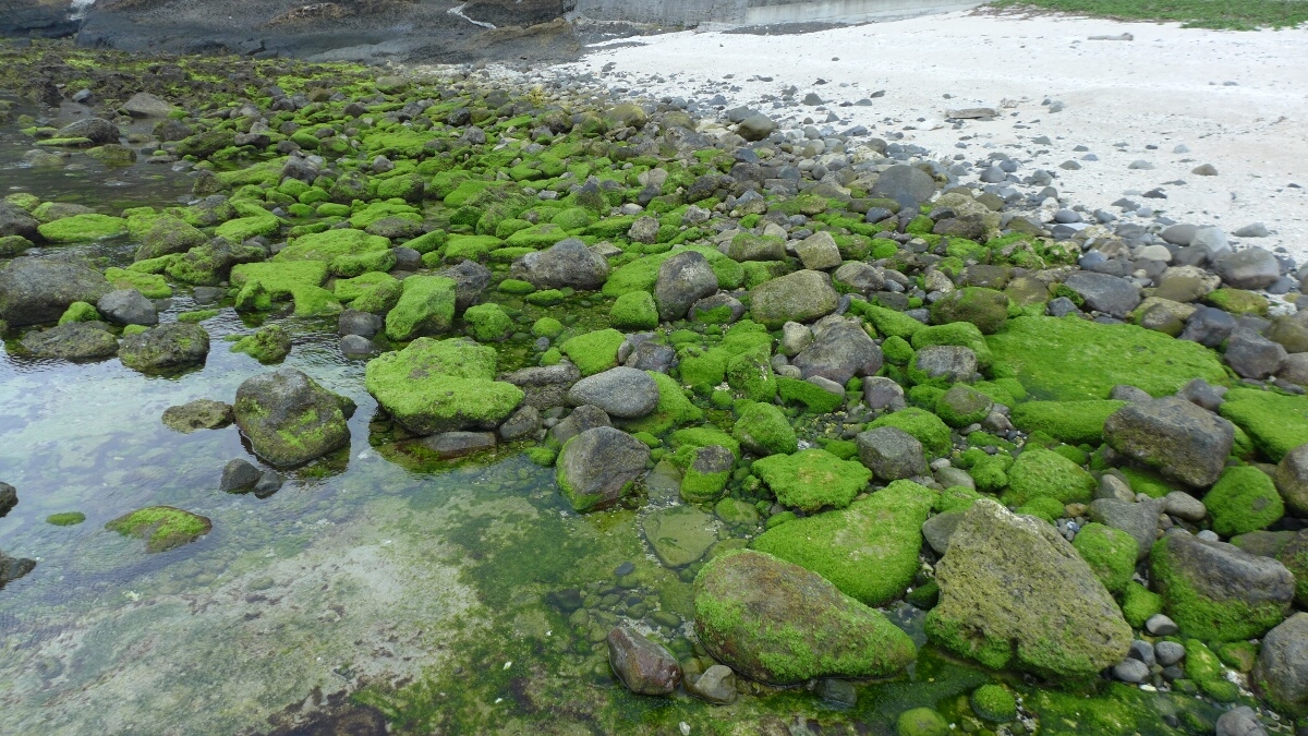 06-Green-Island-Mossy-Stones