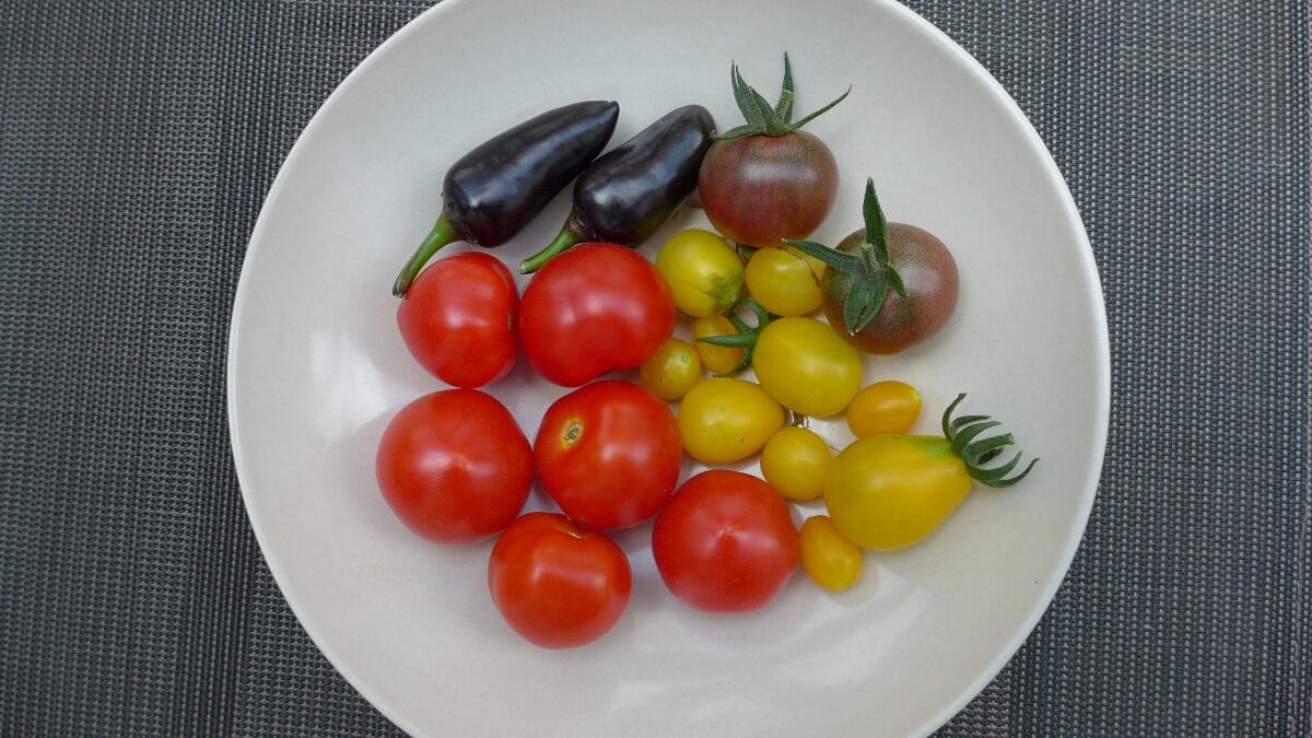 01-Balcony_harvest-Tomatos_chilis