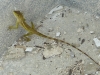 03-Green-Island-Prison-Gecko