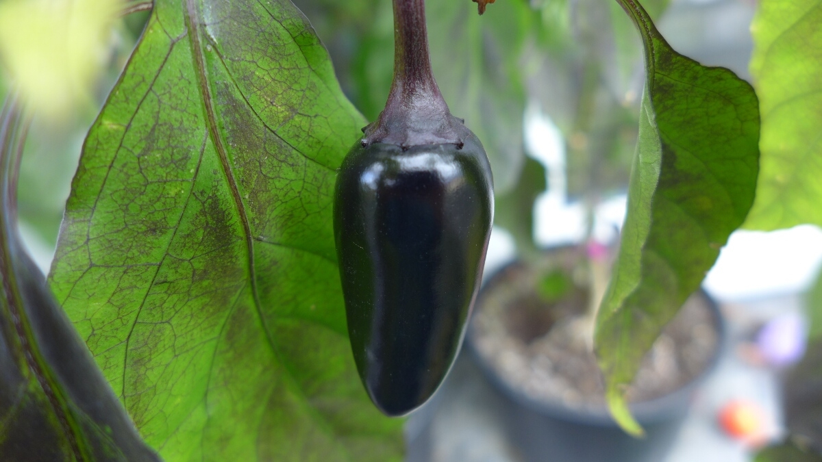 07-tomatos-chilis-black-jalapeno