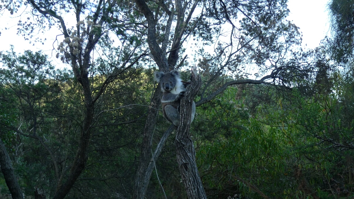 04-blanket-bay-little-koala