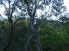 04-blanket-bay-little-koala