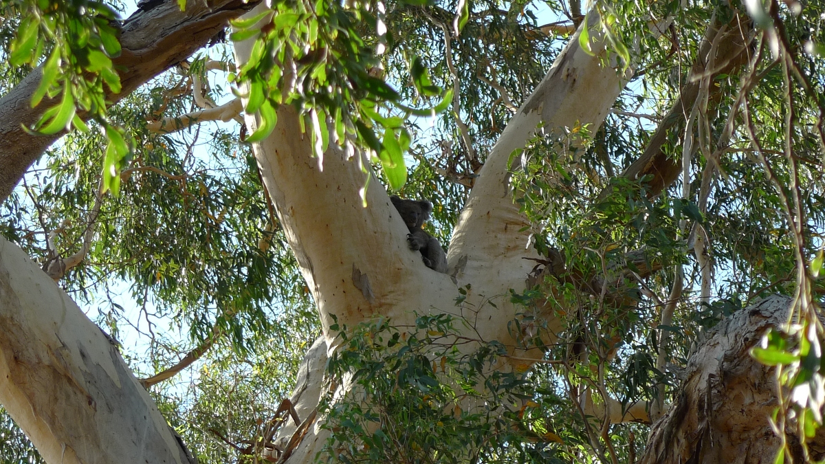 03-budj-bim-koala