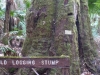 10-logging-stump