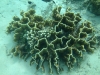 17-derawan-snorkeling-coral-reef