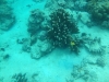 19-derawan-snorkeling-corals