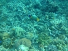 27-derawan-snorkeling-fish