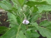 02-eggplant-flower