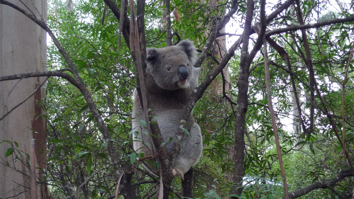 11-gow-koala_visit