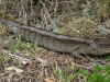 33-gow-blue_tongued_skink