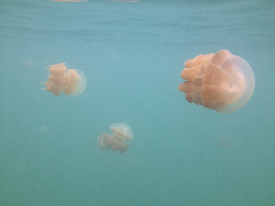 11-kakaban-jellyfish