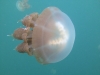 03-kakaban-jellyfish