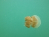 05-kakaban-jellyfish