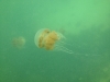 07-kakaban-jellyfish