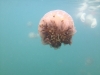 09-kakaban-jellyfish