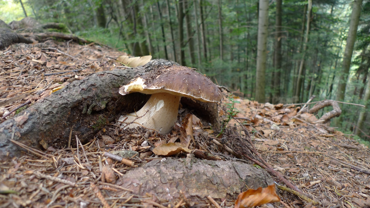 08-mushroom