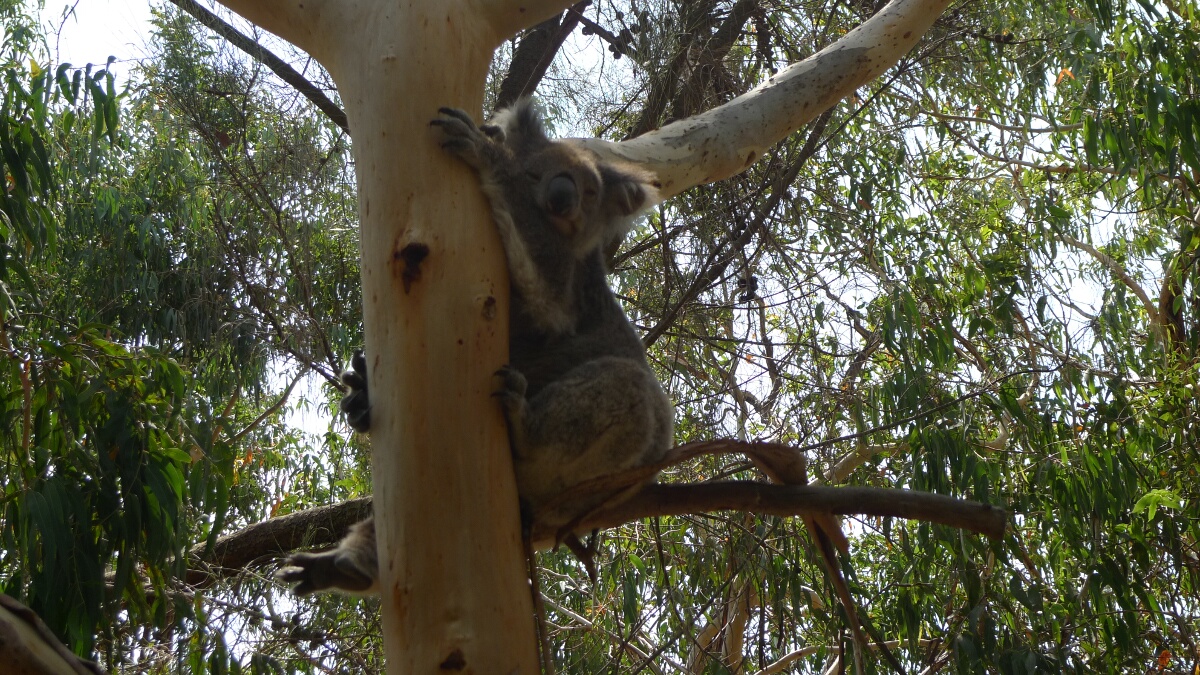 Koalas At Kennett River Eat Code See