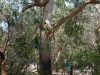 08-kennett-river-koalas