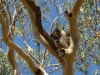 01-lighthouse-rd-koala-sleeping