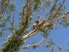 06-lighthouse-rd-koala-observing