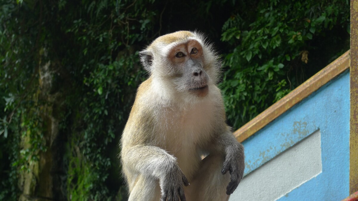 07-kl-batu-caves-monkey