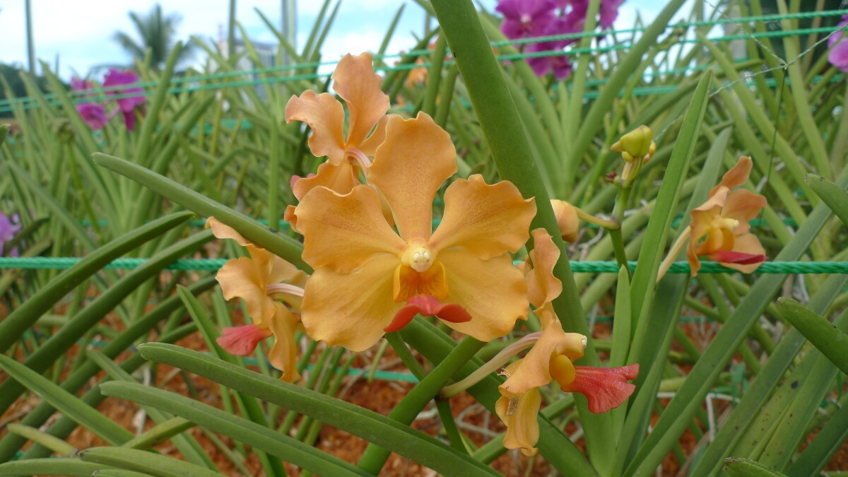09-kl-orchid-garden