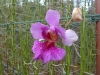 10-kl-orchid-garden
