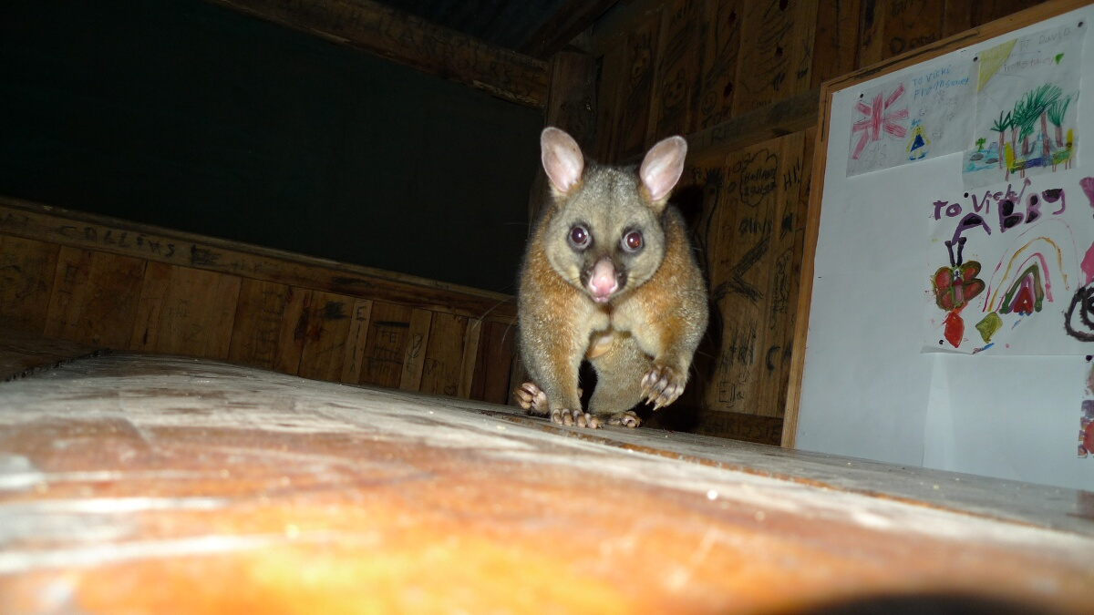 09-tarra-bulgarmost-naughty-possum-ever