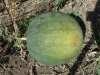 03-ripe-watermelon