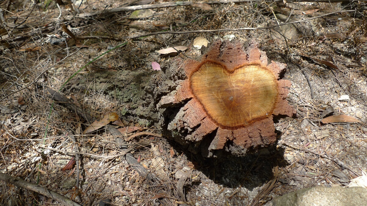 12-heart-shape-stump