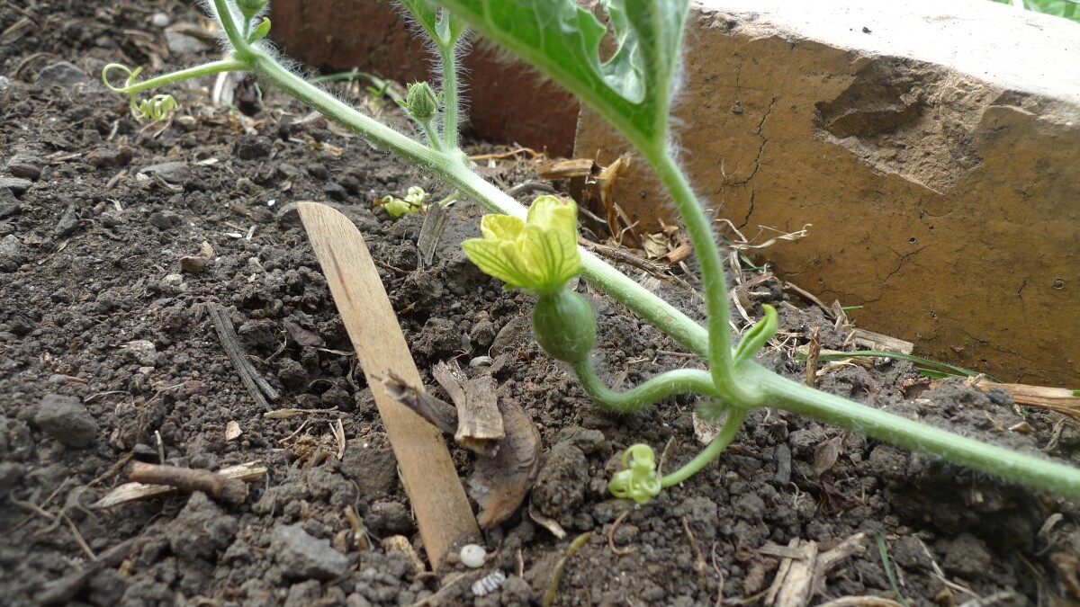 The first watermelon!