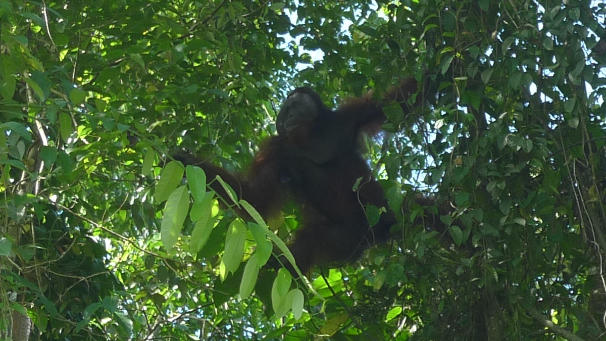 Kutai NP – Meeting wild orang utans