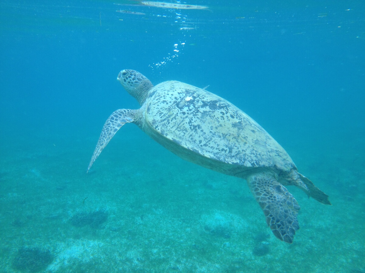 Snorkeling with turtles on Derawan Island