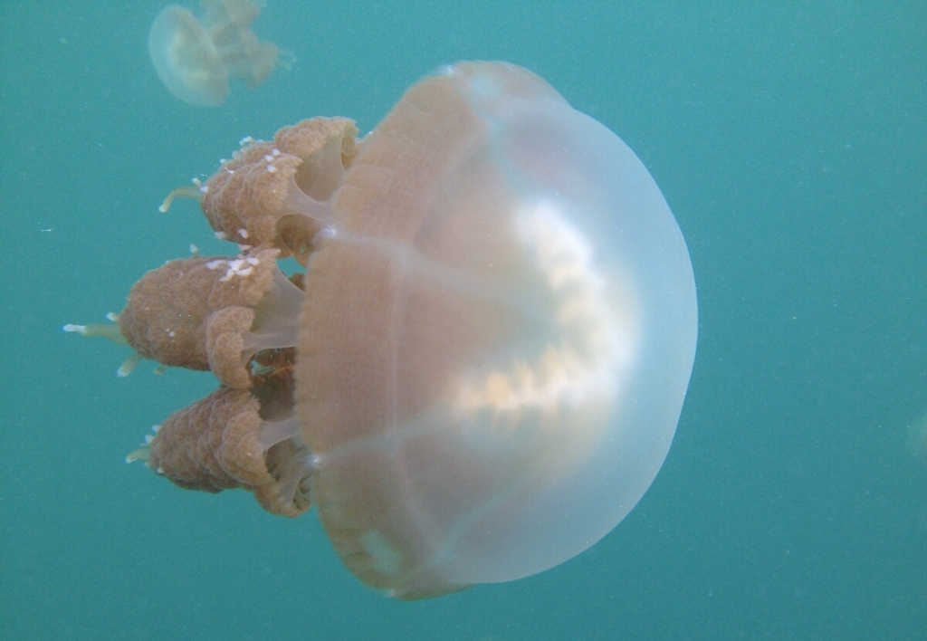 jellyfish – eat code see