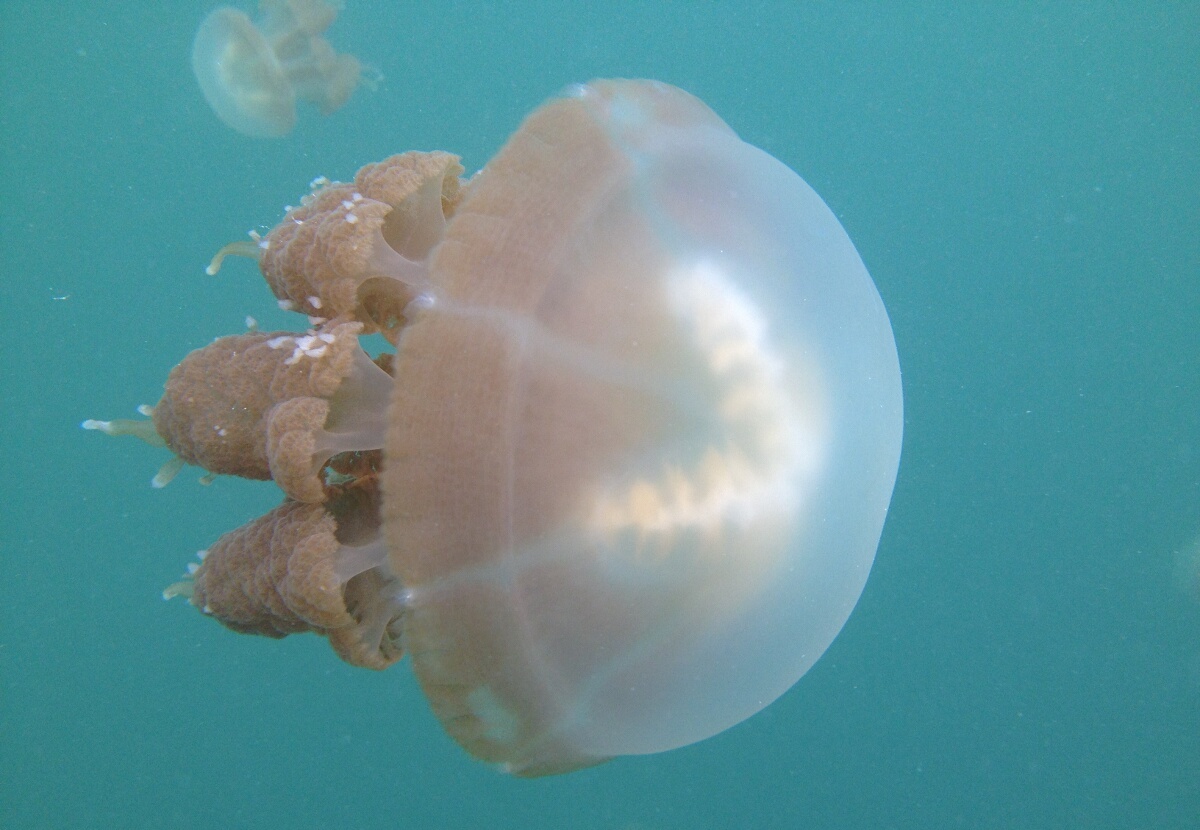 Swimming with jelly fish on Kakaban