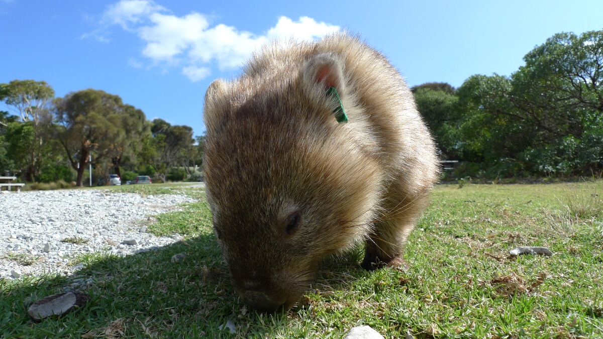 Wilsons Prom revisited: Home of the wombats!