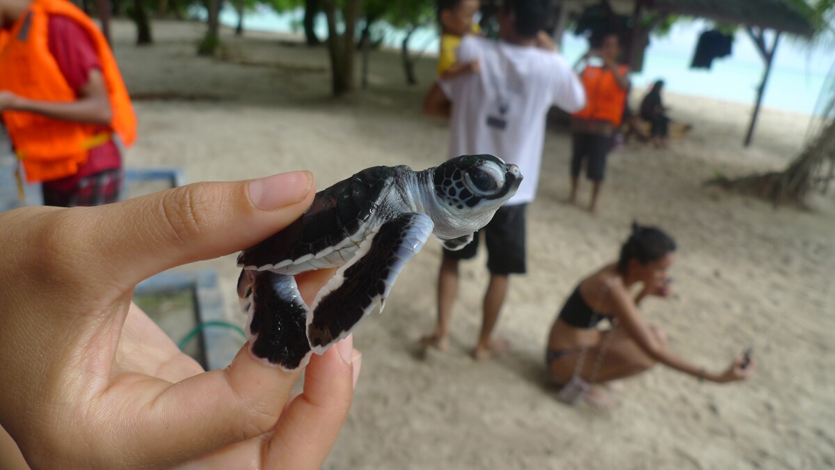 Baby turtles on Sangalaki island