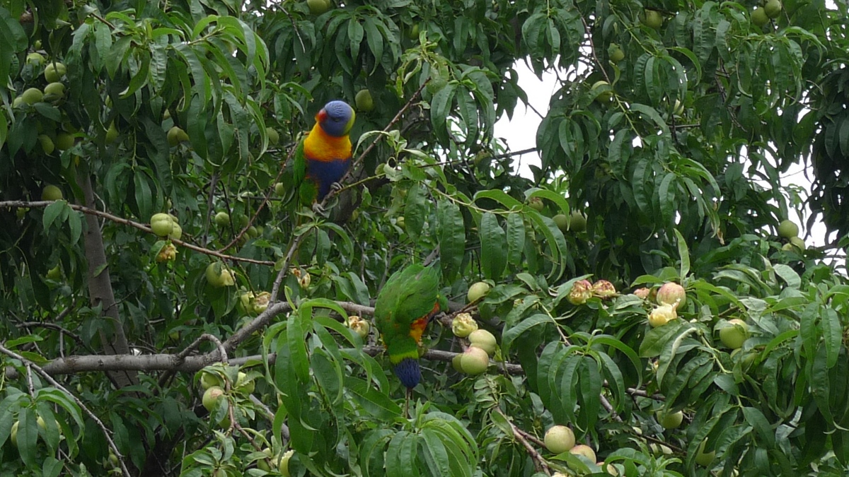 Watermelon harvest & Rainbow lorikeet party in the apricots