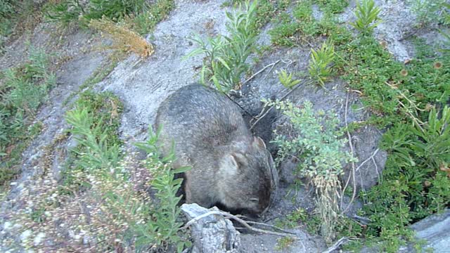Wombats in action around Wilsons Promontory