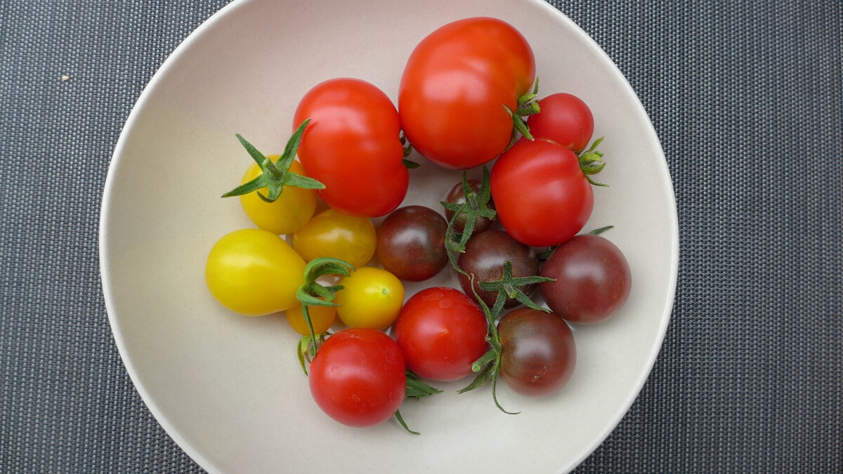 Balcony harvest: Tomatoes and Chilies