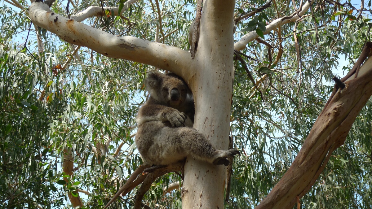 Koalas at Kennett River